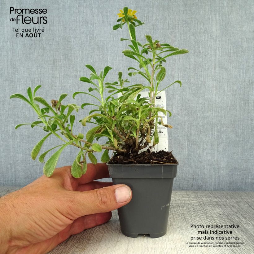 Example of Pallenis maritima Aurelia Gold - Küstenstrandstern Kleine Töpfe von 8/9 cm as you get in ete