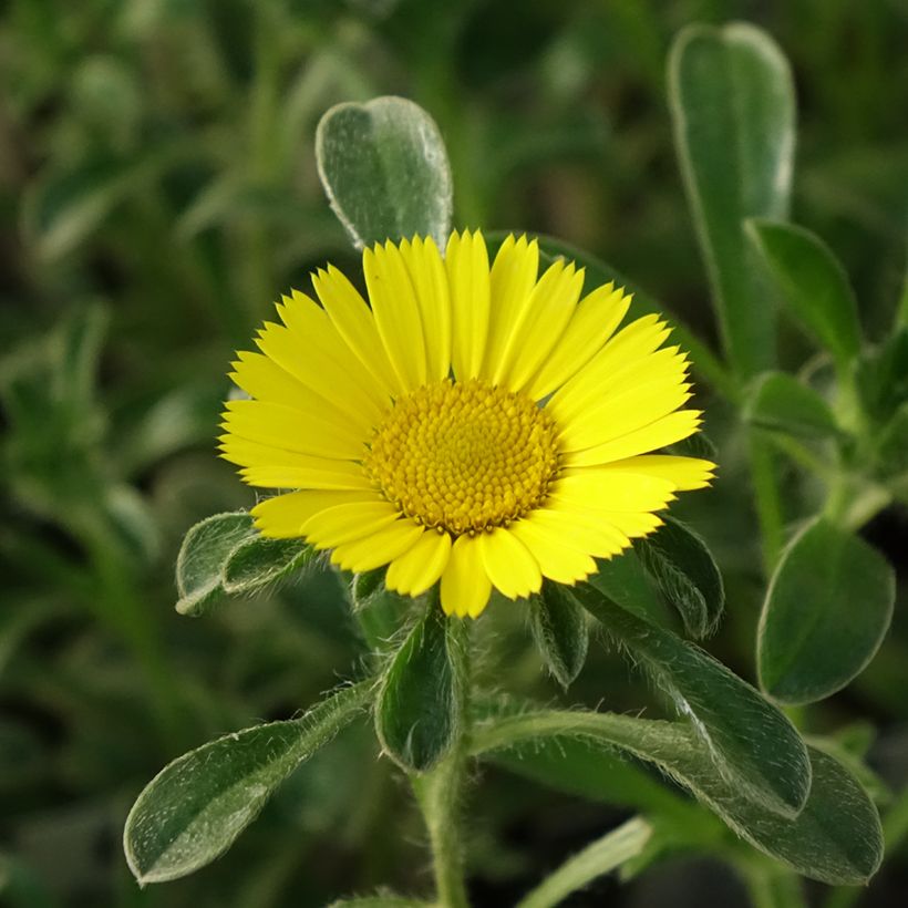 Pallenis maritima Aurelia Gold - Küstenstrandstern (Flowering)