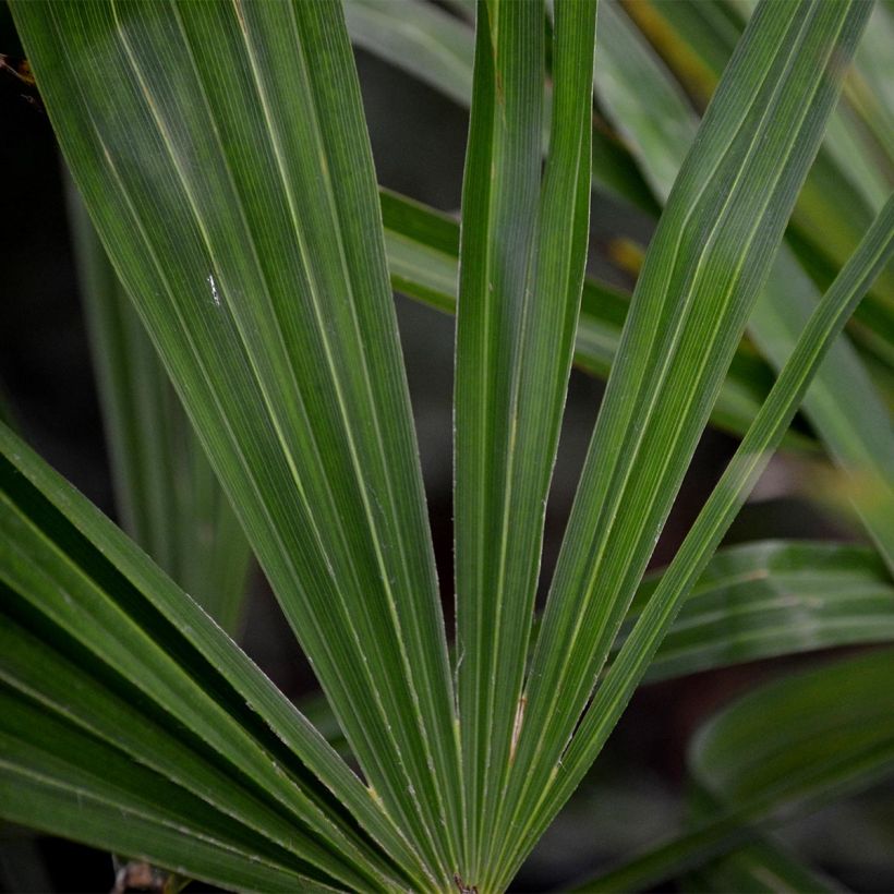 Trachycarpus fortunei - Fächerpalme (Foliage)