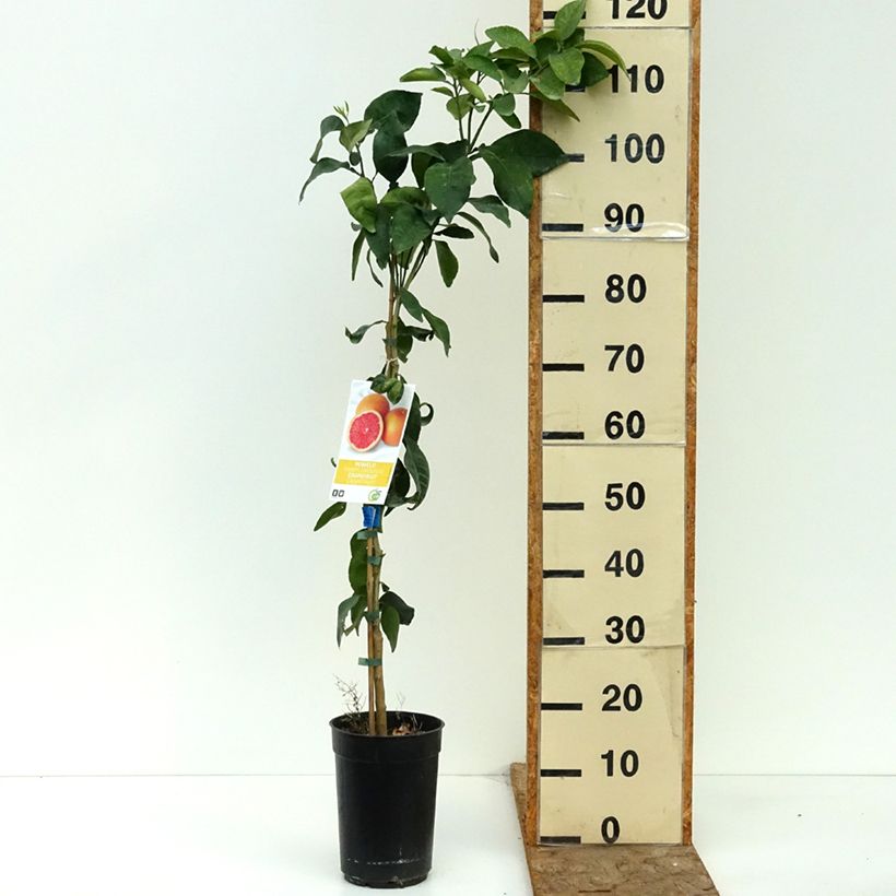 Exemplar von Grapefruit - Citrus x paradisi Topf mit 3L/4L, Strauch/Busch, mehrstämmig wie im Sommer geliefert