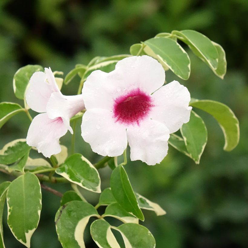 Pandorea jasminoïdes Variegata - Pandoree (Blüte)
