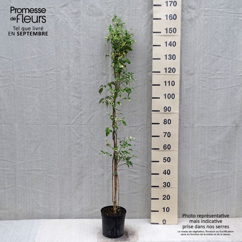 Exemplar von Pandorea jasminoides Variegata - Bignone faux jasmin  Pot de 3L/4L wie im Herbst geliefert