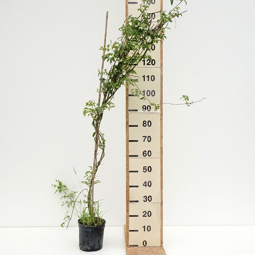 Exemplar von Pandorea jasminoïdes Variegata - Pandoree Topf mit 3L/4L wie im Sommer geliefert