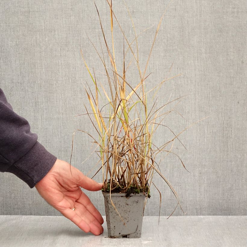 Exemplar von Panicum virgatum Hanse Herms - Ruten-Hirse Kleine Töpfe von 8/9 cm wie im Herbst geliefert