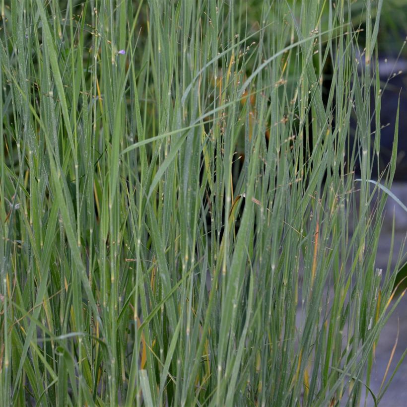 Panicum virgatum Heavy Metal - Ruten-Hirse (Foliage)
