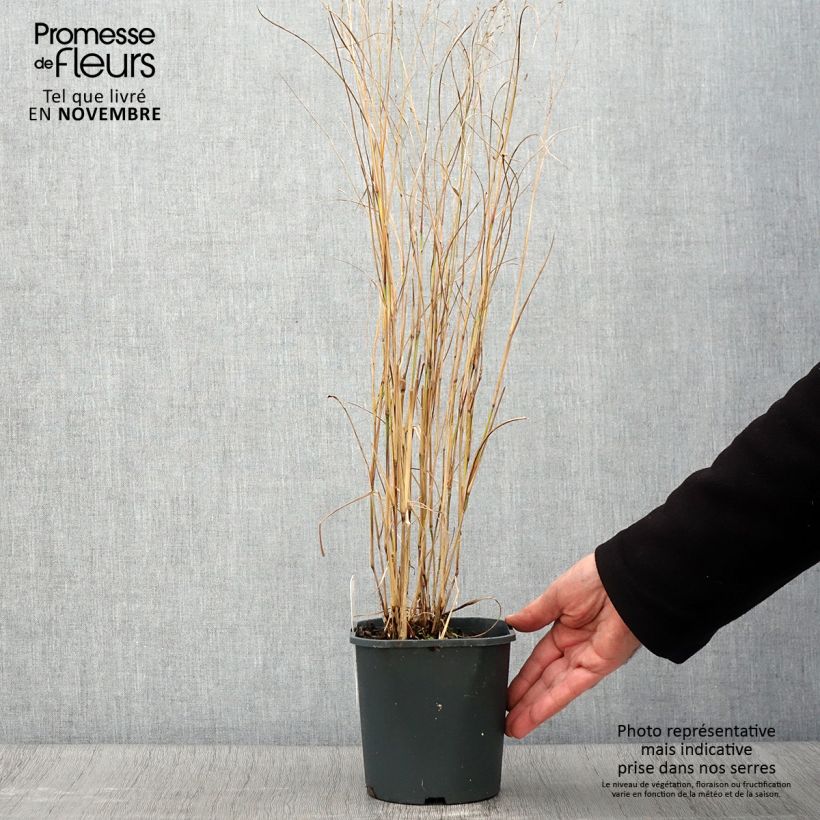 Exemplar von Panic érigé - Panicum virgatum Heiliger Hain Pot de 2L/3L wie im Herbst geliefert