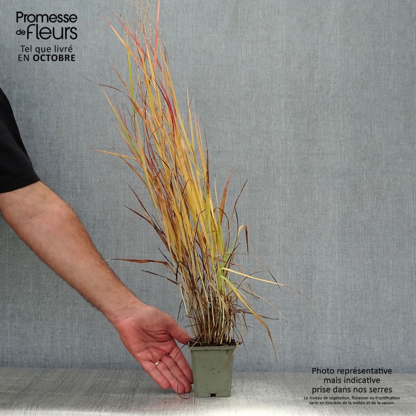 Exemplar von Panicum virgatum Hot Rod - Ruten-Hirse Kleine Töpfe von 8/9 cm wie im Herbst geliefert