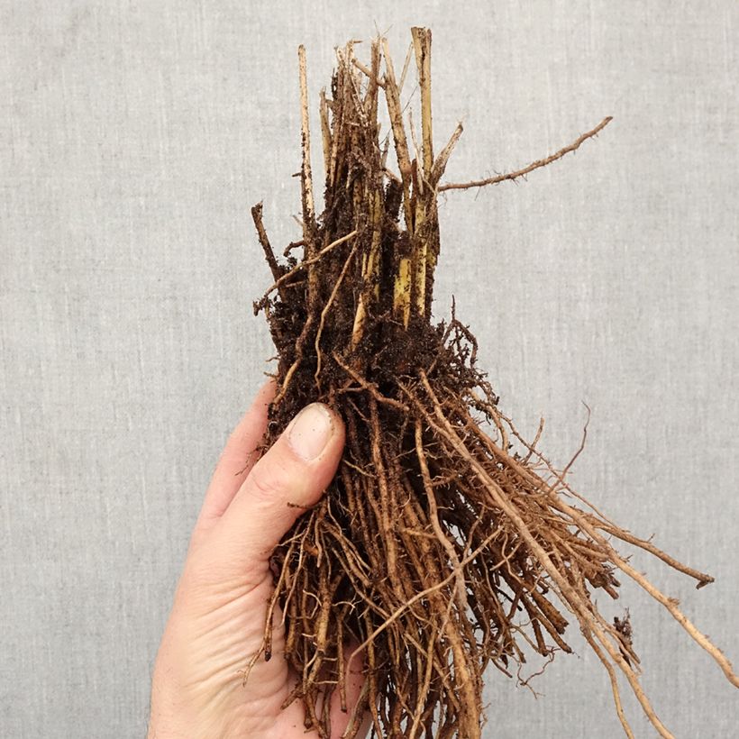 Exemplar von Panicum virgatum Northwind - Ruten-Hirse Wurzelnackt wie im Winter geliefert