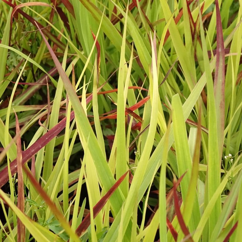 Panicum virgatum Oxblood Autumn - Ruten-Hirse (Laub)