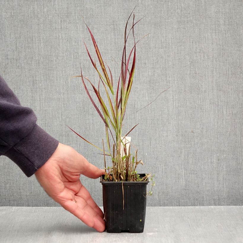 Exemplar von Panicum virgatum Oxblood Autumn - Ruten-Hirse Kleine Töpfe von 8/9 cm wie im Herbst geliefert