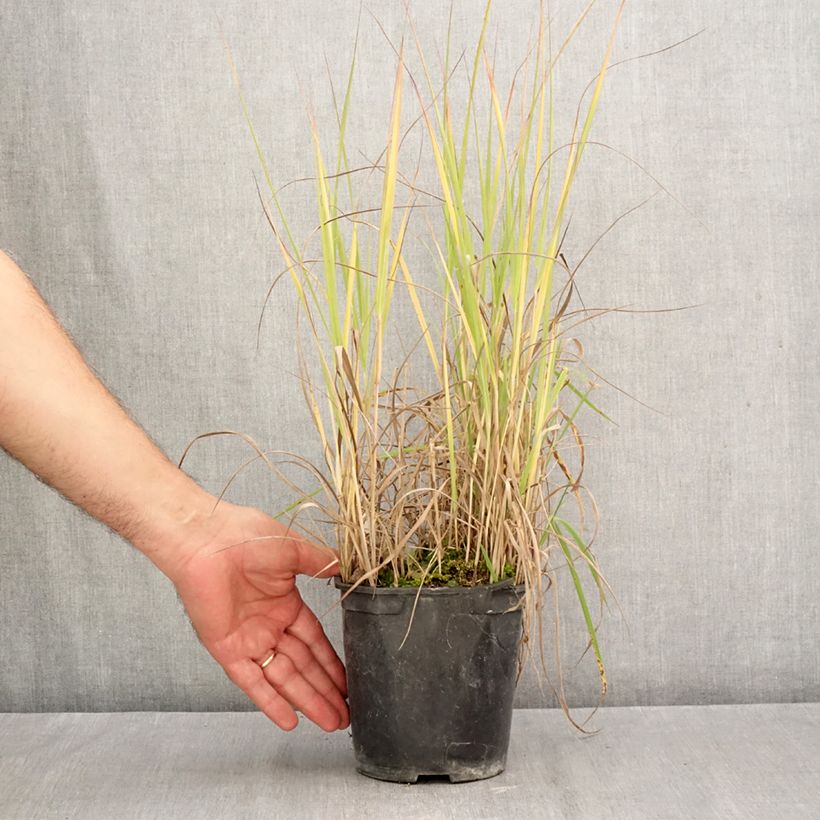 Exemplar von Panicum virgatum Prairie Sky - Ruten-Hirse Topf mit 2L/3L wie im Herbst geliefert