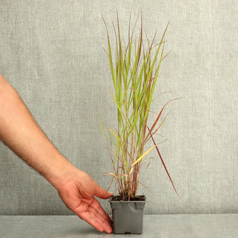 Exemplar von Panicum virgatum Purple Tears - Ruten-Hirse Kleine Töpfe von 8/9 cm wie im Sommer geliefert