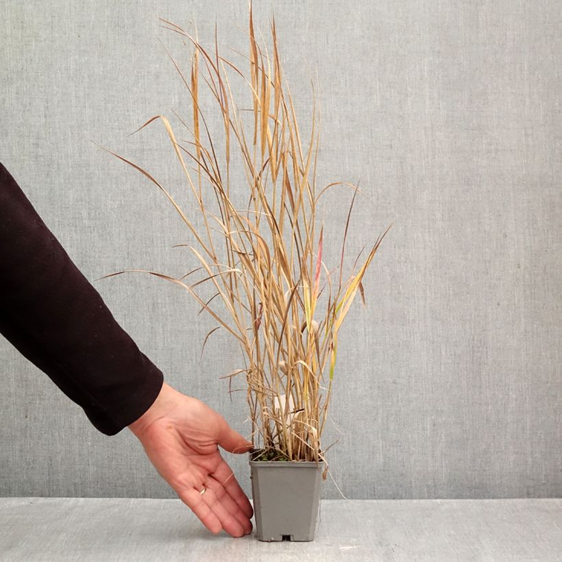 Exemplar von Panicum virgatum Rotstrahlbusch - Ruten-Hirse Kleine Töpfe von 8/9 cm wie im Herbst geliefert