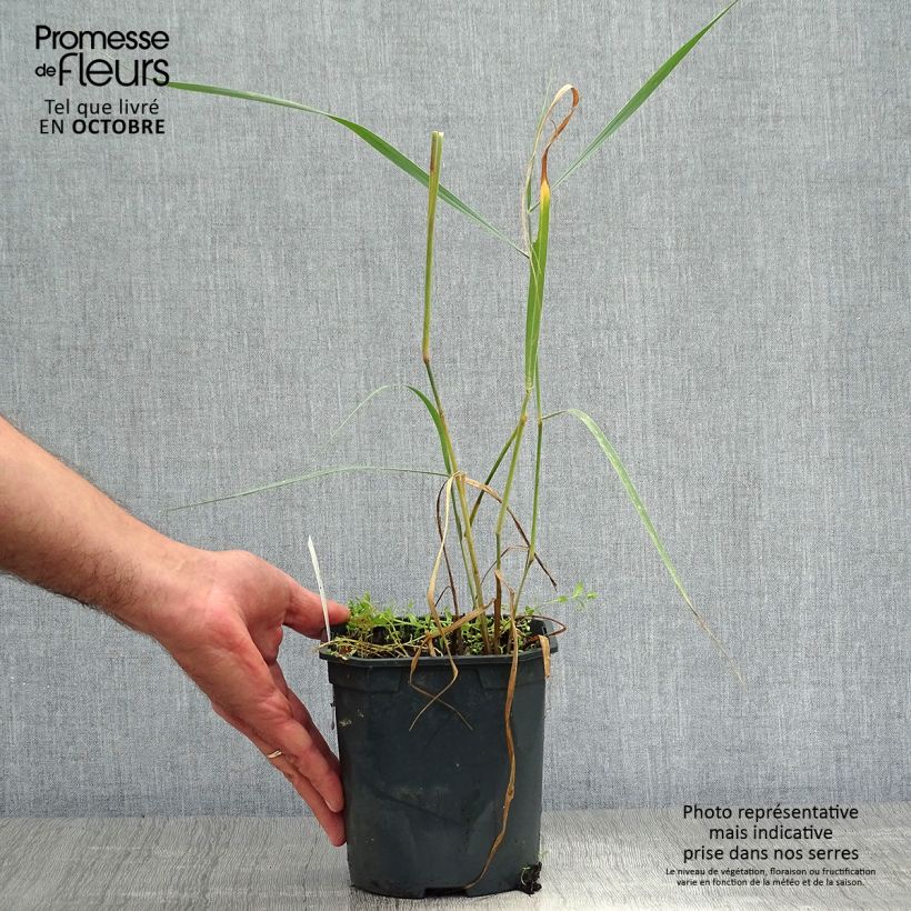 Exemplar von Panicum virgatum Sangria - Ruten-Hirse Topf mit 2L/3L wie im Herbst geliefert
