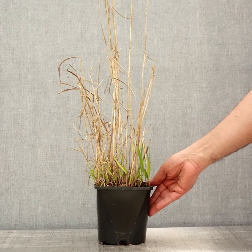 Example of Panicum virgatum Squaw - Ruten-Hirse Topf mit 2L/3L as you get in printemps