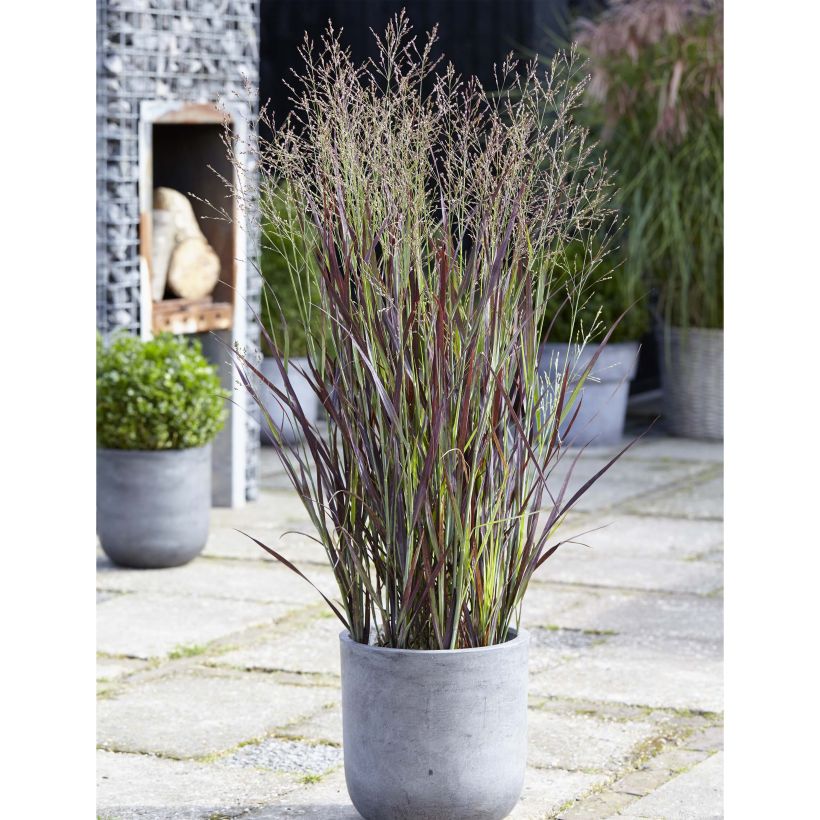 Panicum virgatum Purple Breeze - Ruten-Hirse (Wuchs)