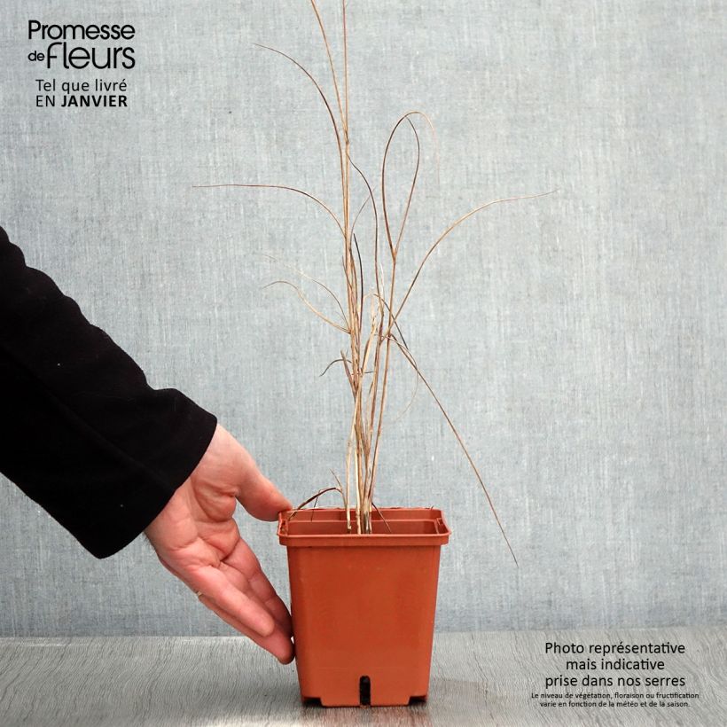 Exemplar von Panicum virgatum Purple Breeze Pot de 3L/4L wie im Winter geliefert