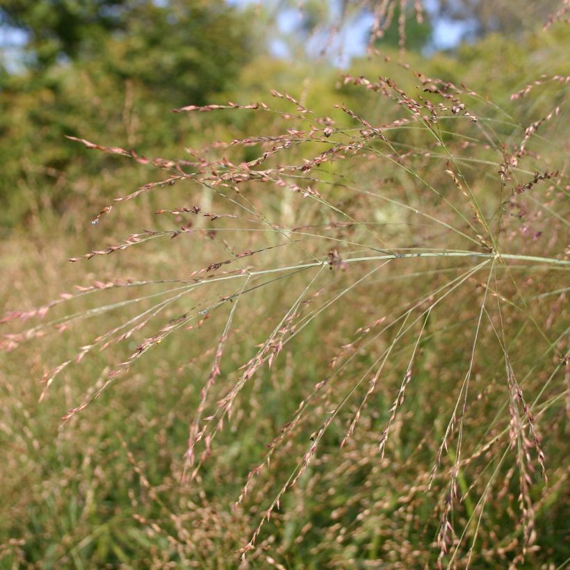 Panicum virgatum Rehbraun - Ruten-Hirse (Flowering)