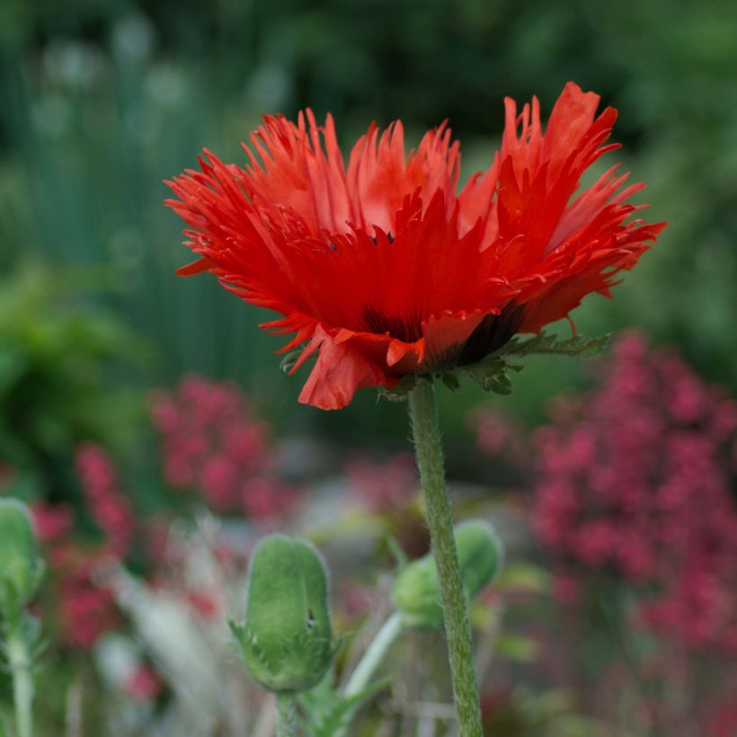 Orientalischer Mohn Curlilocks - Papaver orientale (Wuchs)