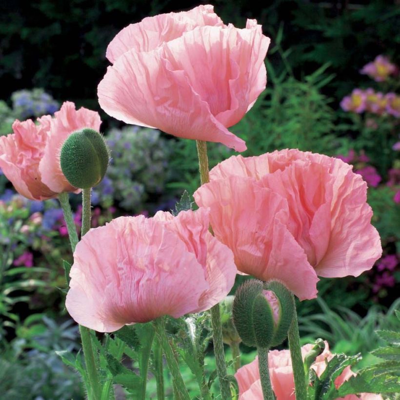 Orientalischer Mohn Helen Elisabeth - Papaver orientale (Wuchs)