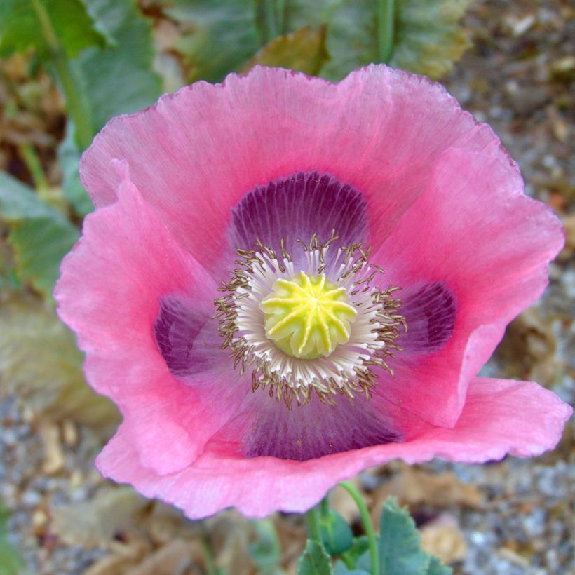 Schlaf-Mohn nigrum - Papaver somniferum (Flowering)
