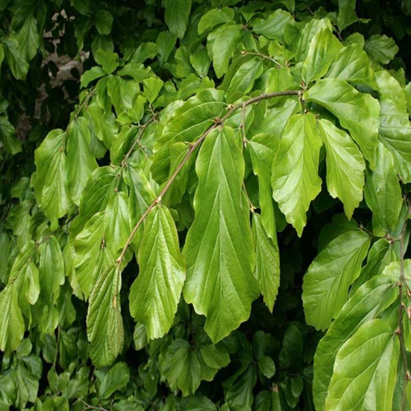 Eisenbaum - Parrotia persica (Foliage)