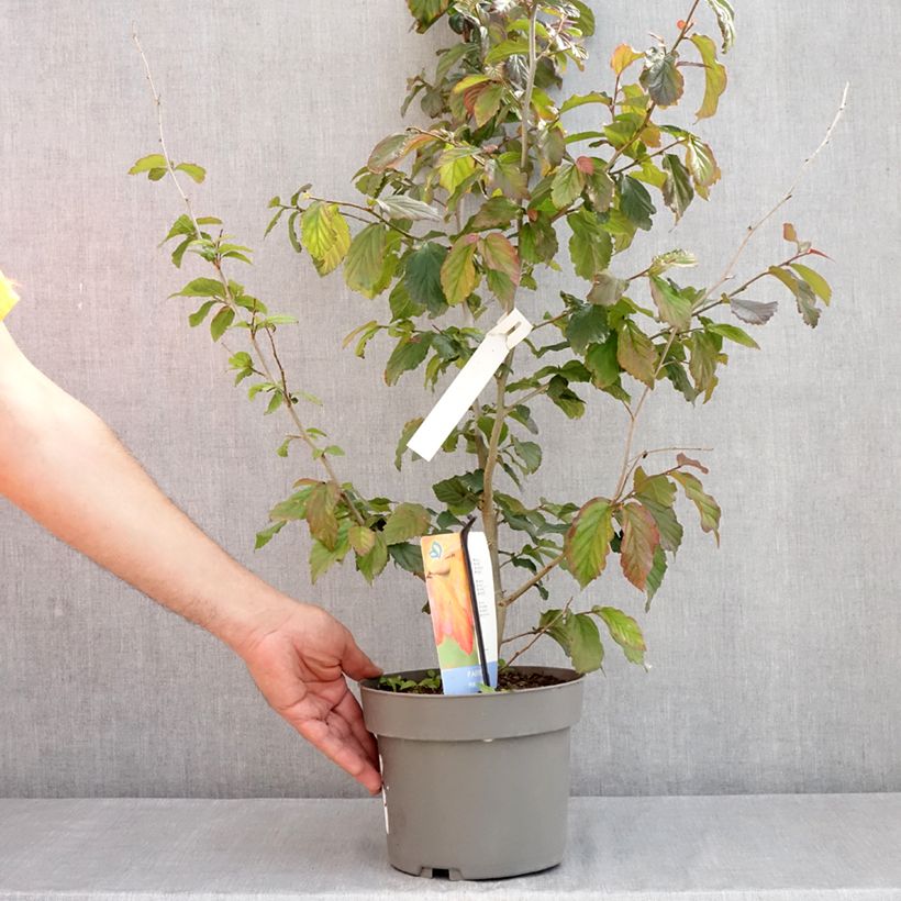 Exemplar von Eisenbaum Burgundy - Parrotia persica Topf mit 4L/5L wie im Frühjahr geliefert