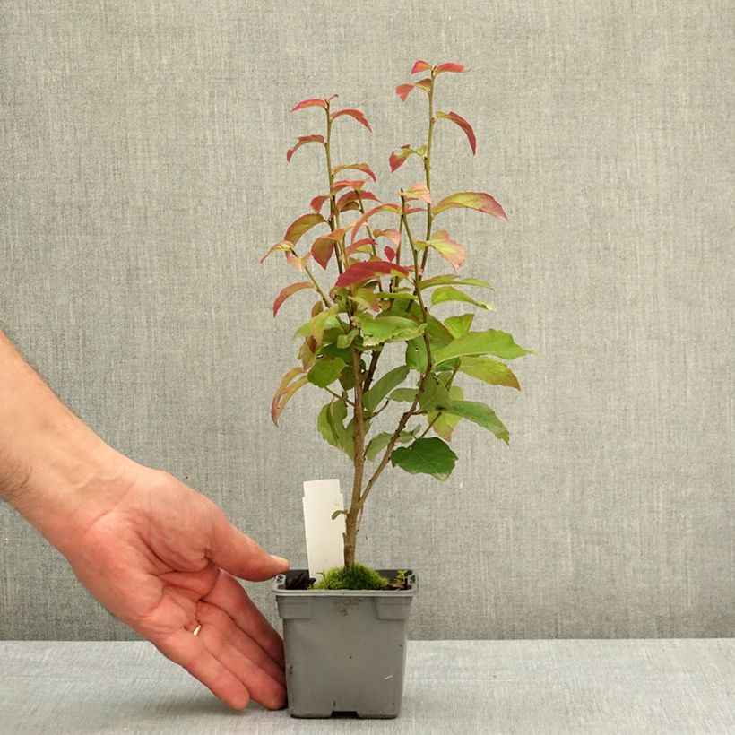Exemplar von Eisenbaum Persian Spire - Parrotia persica Kleine Töpfe von 8/9 cm wie im Frühjahr geliefert