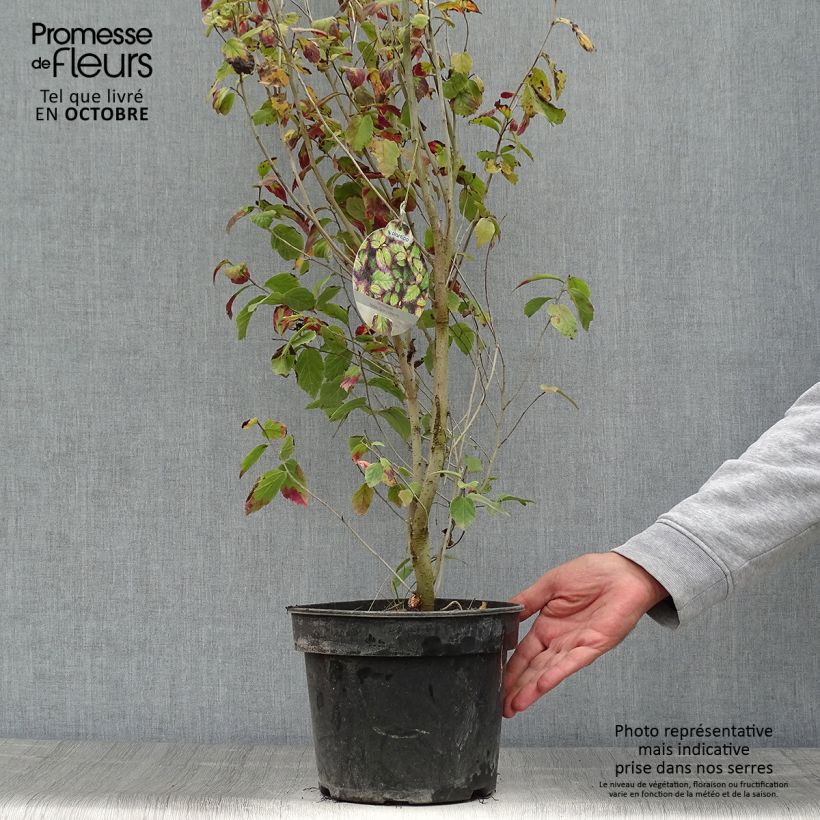 Exemplar von Eisenbaum Persian Spire - Parrotia persica Topf mit 3L/4L wie im Herbst geliefert