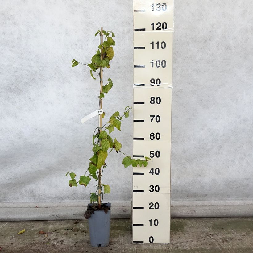 Exemplar von Passiflora citrina - Fleur de la passion Pot de 3L/4L wie im Herbst geliefert