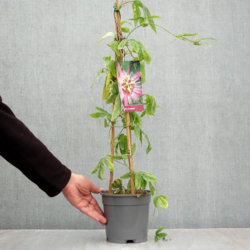 Exemplar von Passionsblume Anastasia - Passiflora Topf mit 2L/3L wie im Herbst geliefert