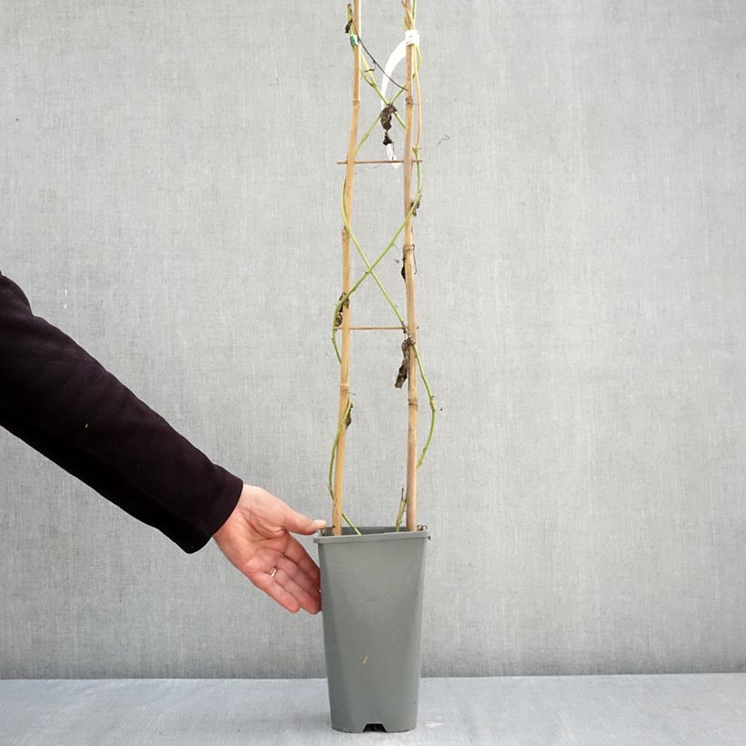 Exemplar von Fleischfarbene Passionsblume Eia popeia - Passiflora incarnata Topf mit 1L/1,5L wie im Herbst geliefert