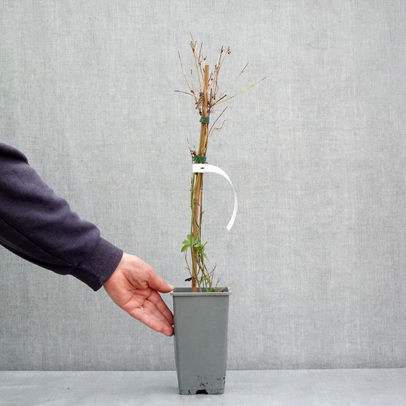 Exemplar von Fleischfarbene Passionsblume Fata Confetto - Passiflora incarnata Topf mit 1,5L/2L wie im Frühjahr geliefert