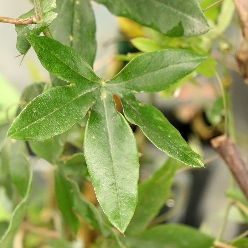Blaue Passionsblume Clear Sky - Passiflora caerulea (Laub)