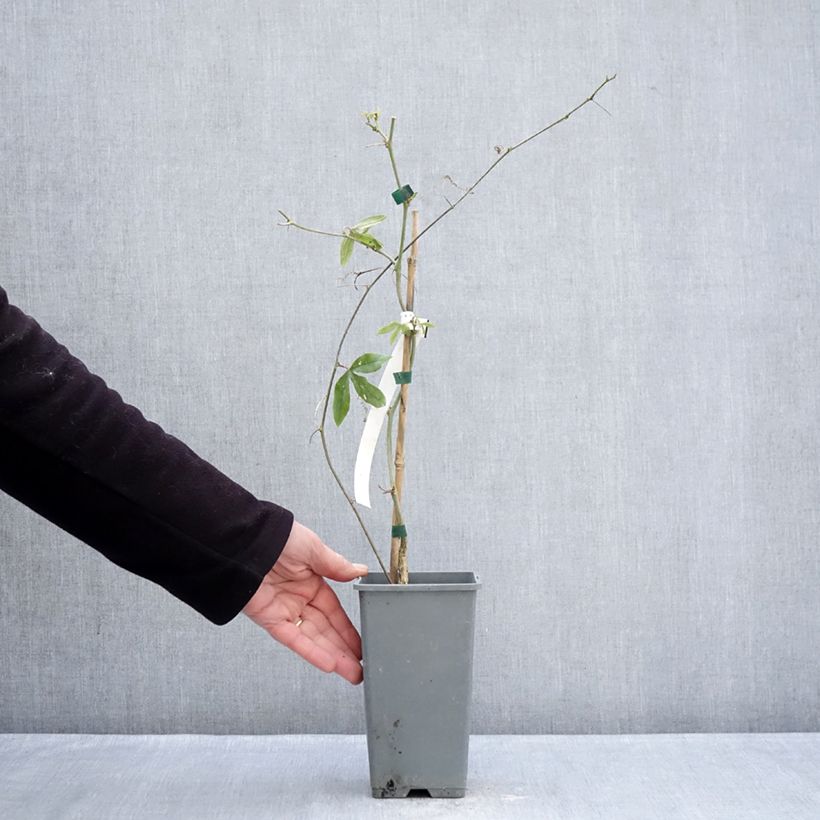 Exemplar von Blaue Passionsblume Clear Sky - Passiflora caerulea Topf mit 1,5L/2L wie im Winter geliefert