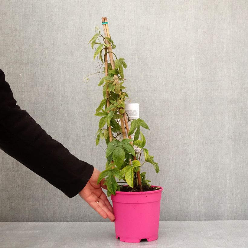 Exemplar von Passiflore Michael - Fleur de la Passion Pot de 2L/3L wie im Winter geliefert