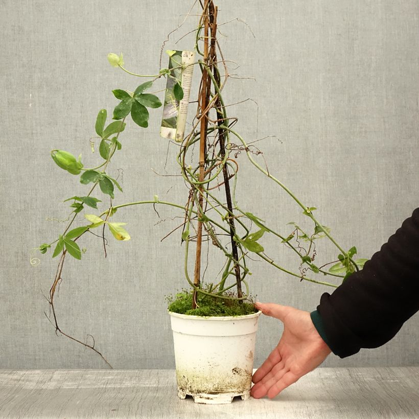 Exemplar von Passionsblume Panda - Passiflora Topf mit 2L/3L wie im Herbst geliefert