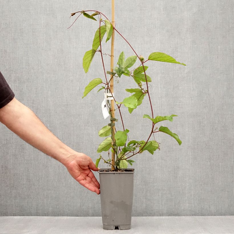 Exemplar von Passionsblume Imperatrice Eugénie - Passiflora Topf mit 3L/4L wie im Frühjahr geliefert