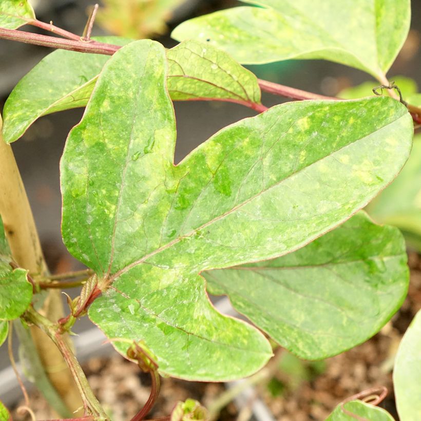 Passionsblume Imperatrice Eugénie - Passiflora (Laub)