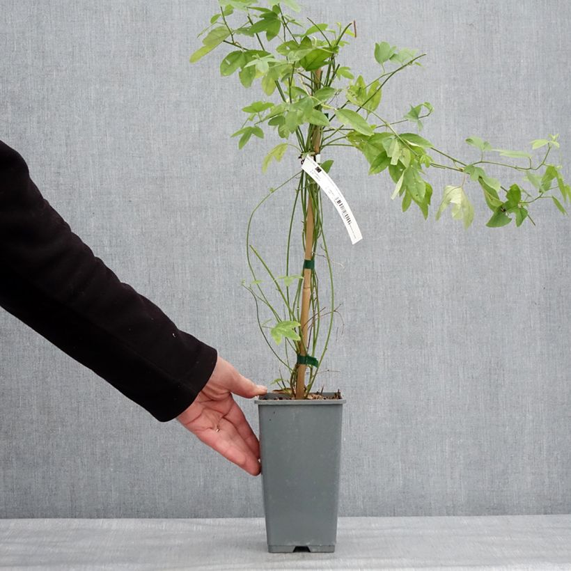 Exemplar von Passionsblume Exoniensis - Passiflora Topf mit 1,5L/2L wie im Winter geliefert