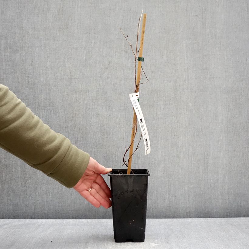 Exemplar von Passionsblume Snow Star - Passiflora incarnata Topf mit 1,5L/2L wie im Winter geliefert