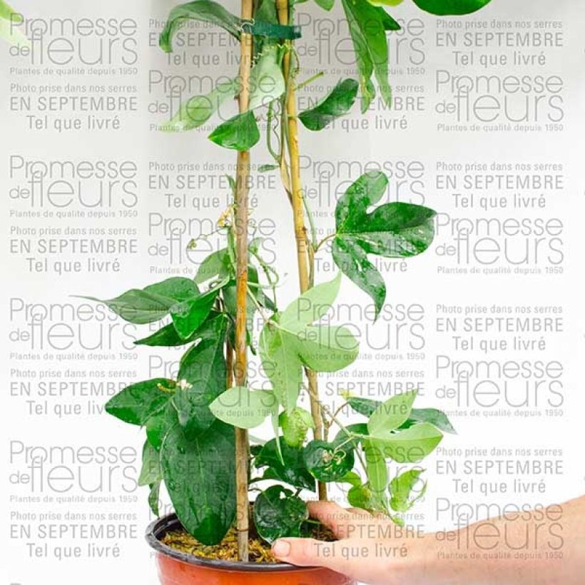 Beispiel eines Exemplars von Passionsblume Perfume Passion - Passiflora Topf mit 2L/3L wie geliefert