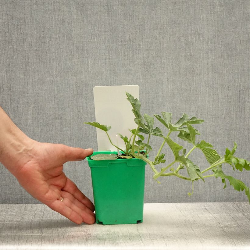 Exemplar von Wassermelone Ingrid F1 (Veredelt) Topf 10 cm/11cm wie im Frühjahr geliefert