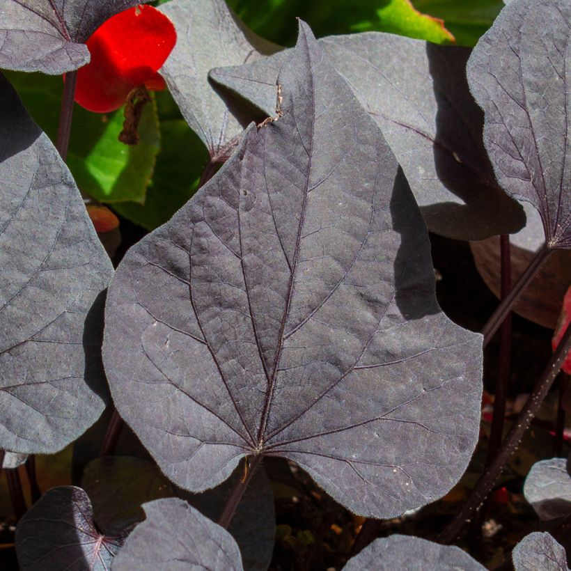 Süßkartoffel Sakura - Ipomoea batatas (Foliage)