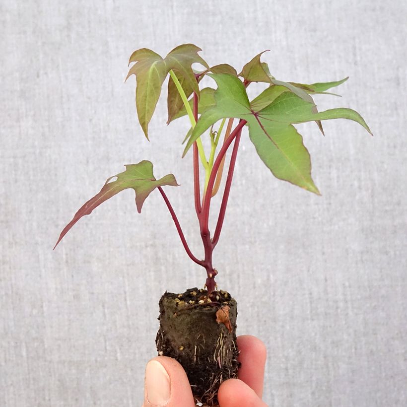 Example of Süßkartoffel Sakura - Ipomoea batatas Mini-Plug Ø 3/4 cm as you get in printemps