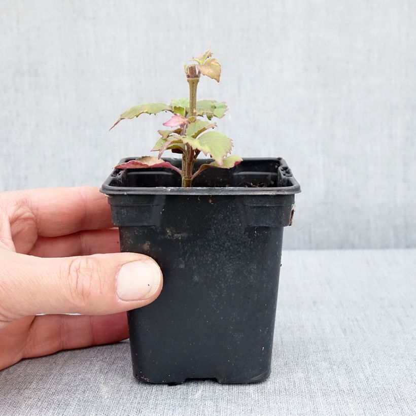 Exemplar von Patchuli - Pogostemon cablin Kleine Töpfe von 8/9 cm wie im Frühjahr geliefert