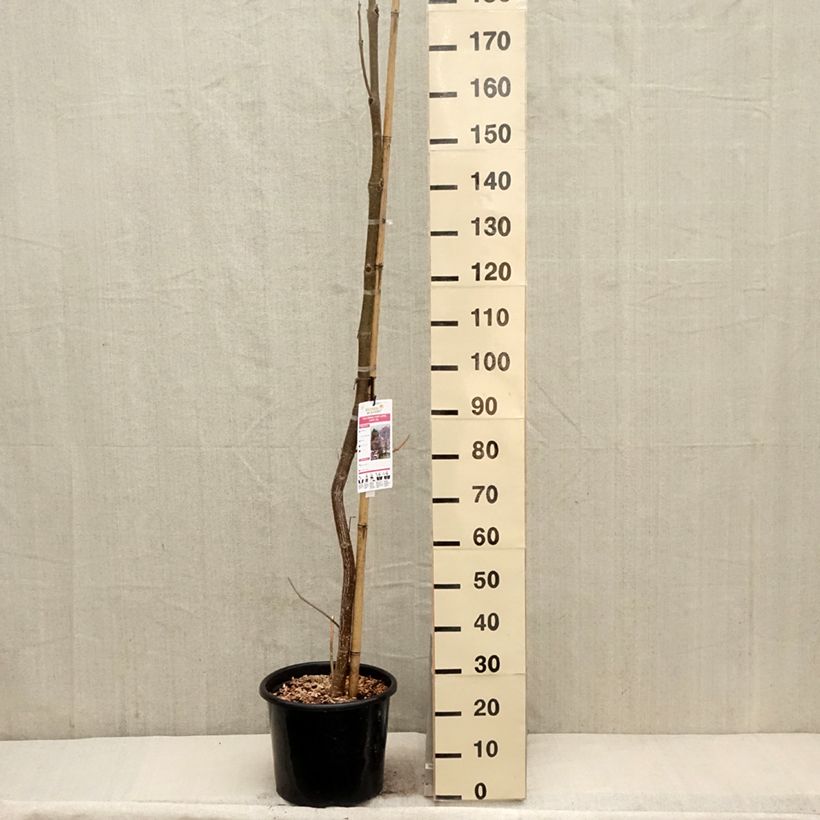 Exemplar von Paulownia fortunei April Light - Blauglockenbaum Topf mit 12L/15L, Stämmchen wie im Frühjahr geliefert