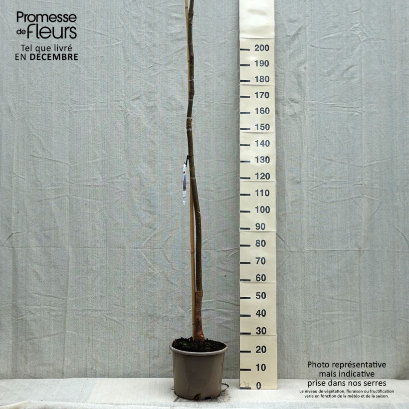 Example of Paulownia fortunei Fast Blue Minfast - Blauglockenbaum Topf mit 12L/15L as you get in hiver