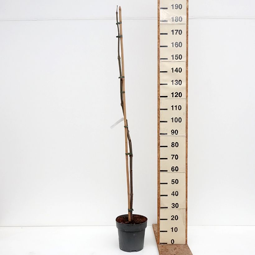 Example of Paulownia tomentosa - Blauglockenbaum Topf mit 7,5L/10L as you get in hiver