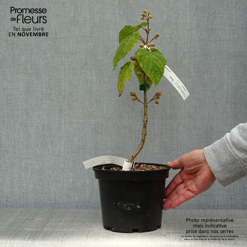 Exemplar von Paulownia tomentosa Hulsdonk - Arbre impérial Pot de 3L/4L wie im Herbst geliefert